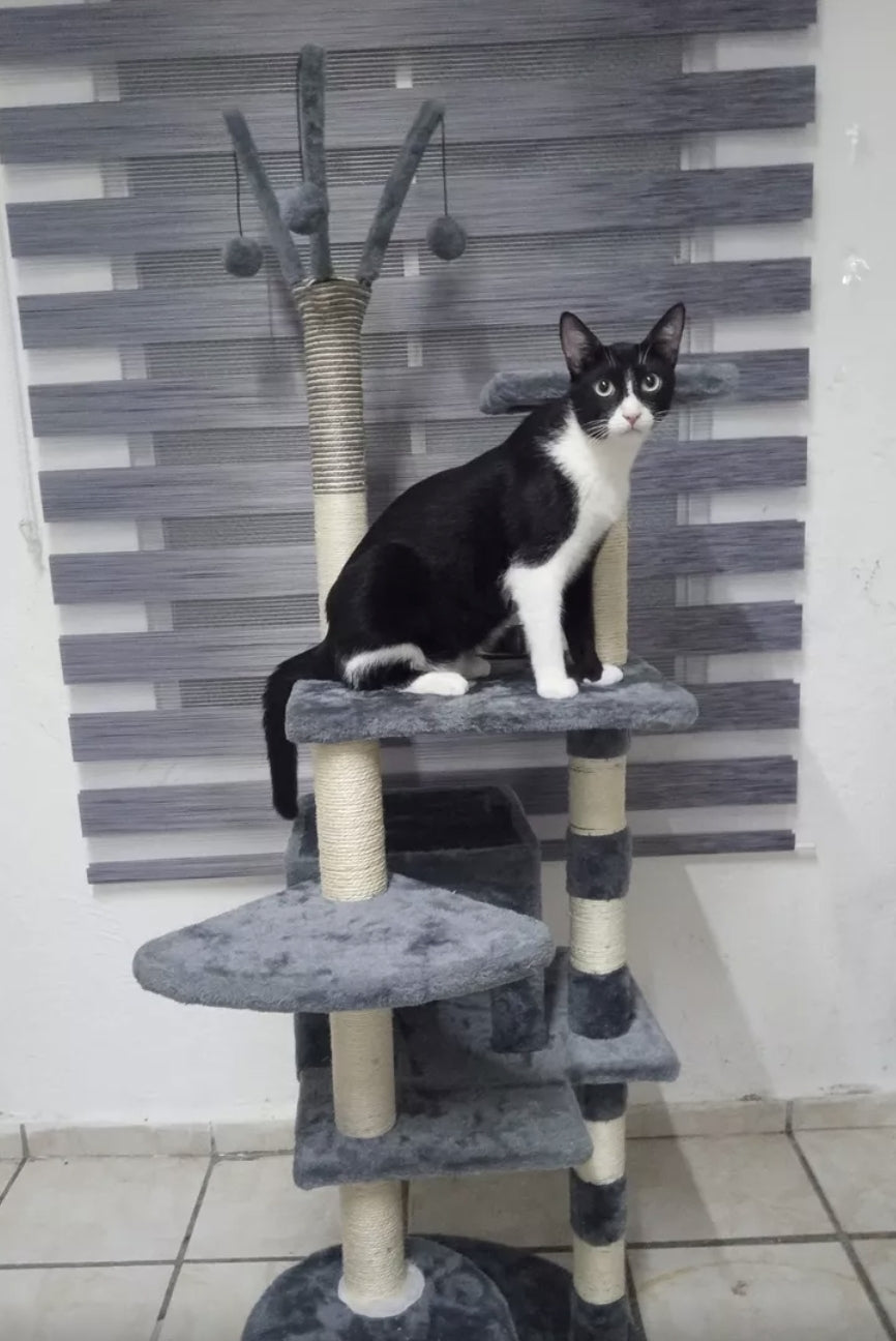Árbol gimnasio torre para gato